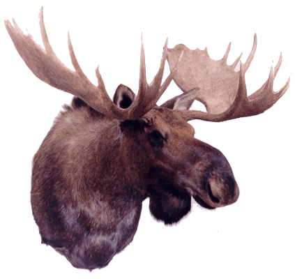 Moose head