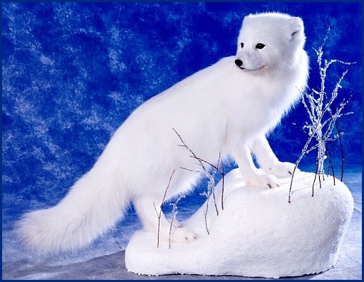 Arctic Fox