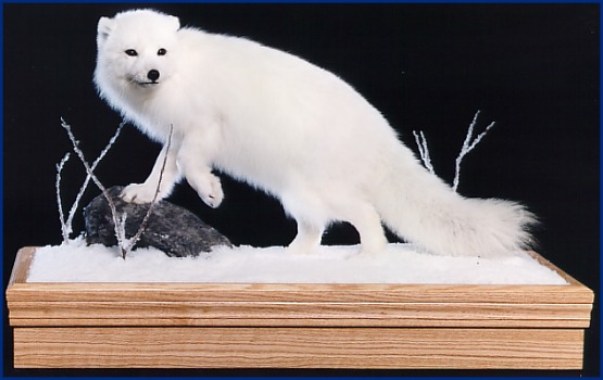 Arctic Fox