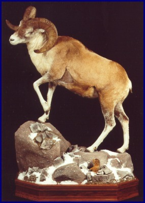 Argali Sheep