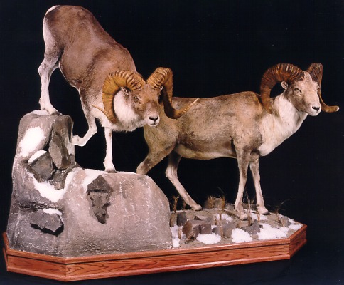 Argali Sheep