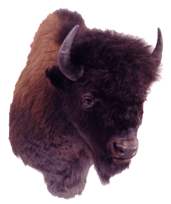 Bison head