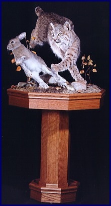 Bobcat chasing snowshoe hare