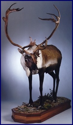 Life-size caribou