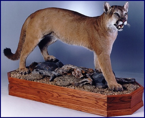 Cougar