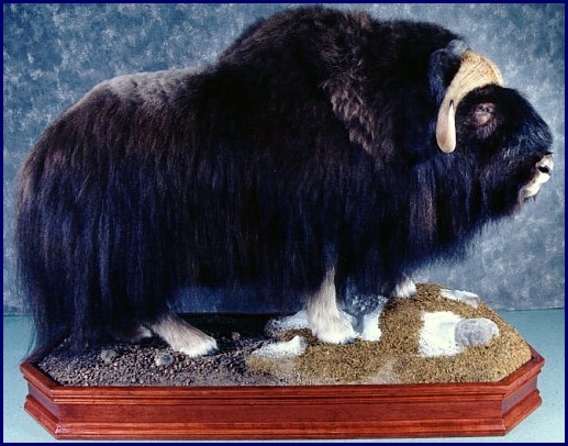 Life-size Muskox