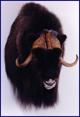 Muskox Head