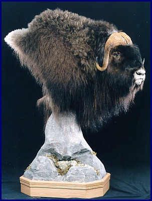 Muskox Head