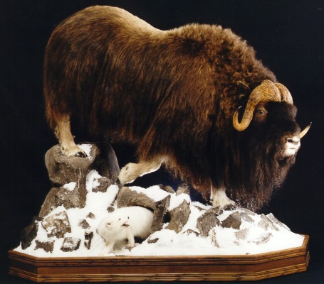 Muskox and arctic fox