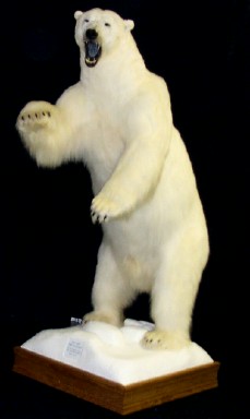 Standing Polar Bear