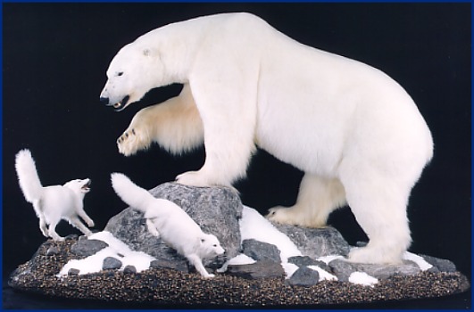 Polar Bear and arctic foxes