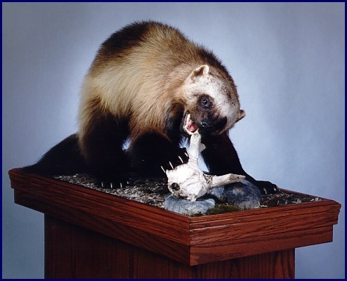 Wolverine chewing on skull