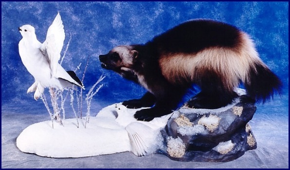 Wolverine chasing ptarmigan