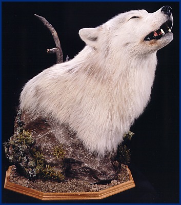 Wolf head