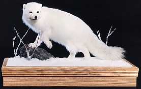 Arctic Fox