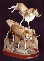 Argali Sheep