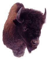 Bison Head