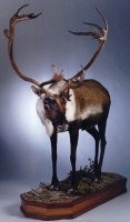 Life-size caribou