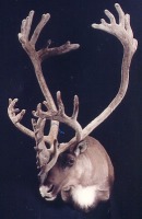 Caribou head