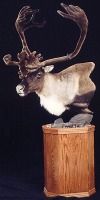 Caribou head on pedestal