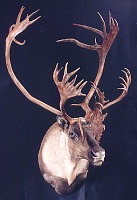 Caribou head