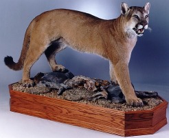 Cougar