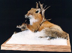 Red Fox