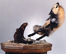 Cross Fox and mink