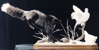 Silver fox chasing ptarmigan