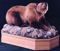 Lying Grizzly Bear