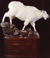 Mountain Goat