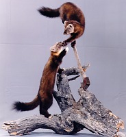 Marten playing