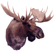 Moose Head