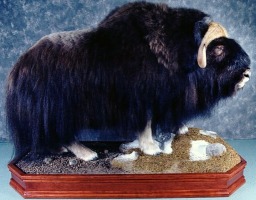 Standing Muskox