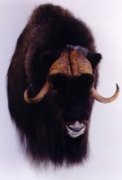 Muskox head