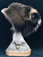 Muskox head