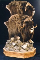 Two Muskox heads on pedestal