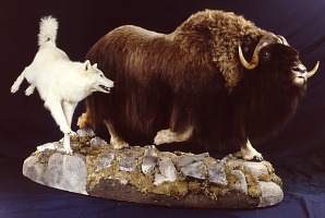 Wolf chasing Muskox