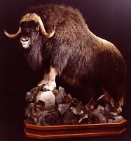 Standing Muskox