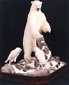 Polar Bear and arctic foxes
