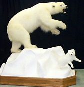 Polar Bear and arctic fox