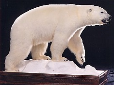 Walking Polar Bear