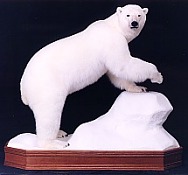 Standing Polar Bear