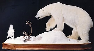 Polar Bear and caribou kill