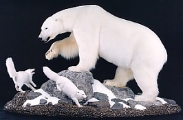 Polar Bear and arctic foxes