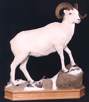 Dall's Sheep