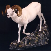 Dall's Sheep