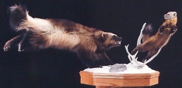 Wolverine and marten