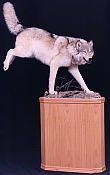 Running Wolf on pedestal