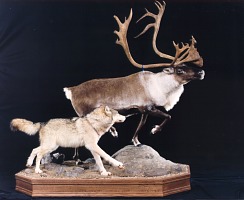 Wolf chasing caribou